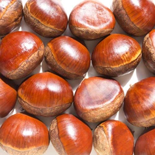 いずみん様　生栗　10キロ② 楽天市場】生栗（食品）の通販